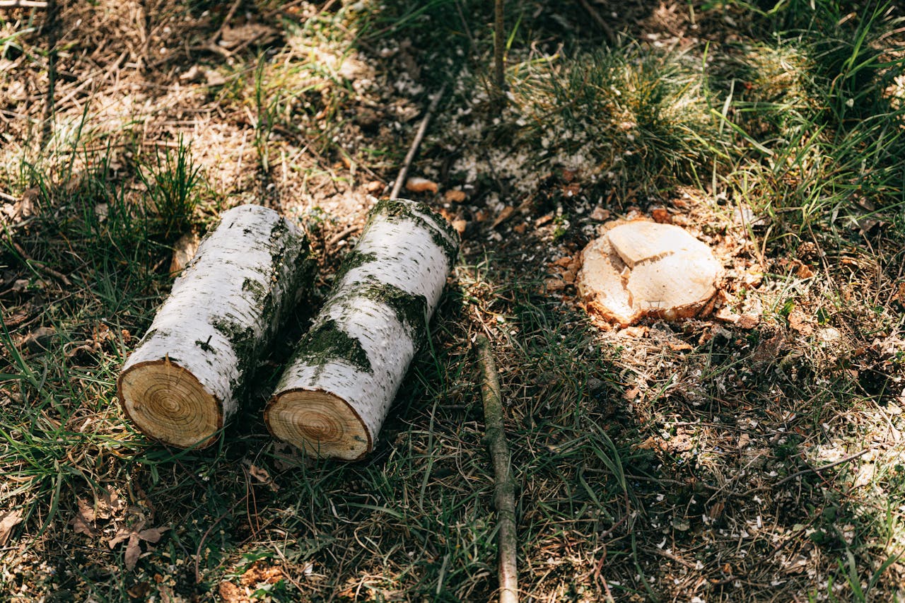 Crafting Captivating Headlines: Your awesome post title goes here Two birch logs and a stump in a sunny forest clearing, capturing a peaceful, rural scene.