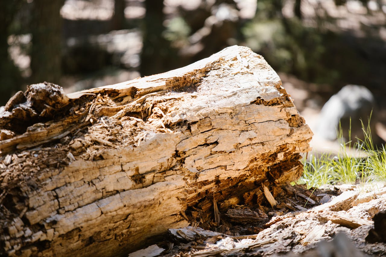 The Art of Drawing Readers In: Your attractive post title goes here Detailed view of a decaying log in a sunlit forest setting.