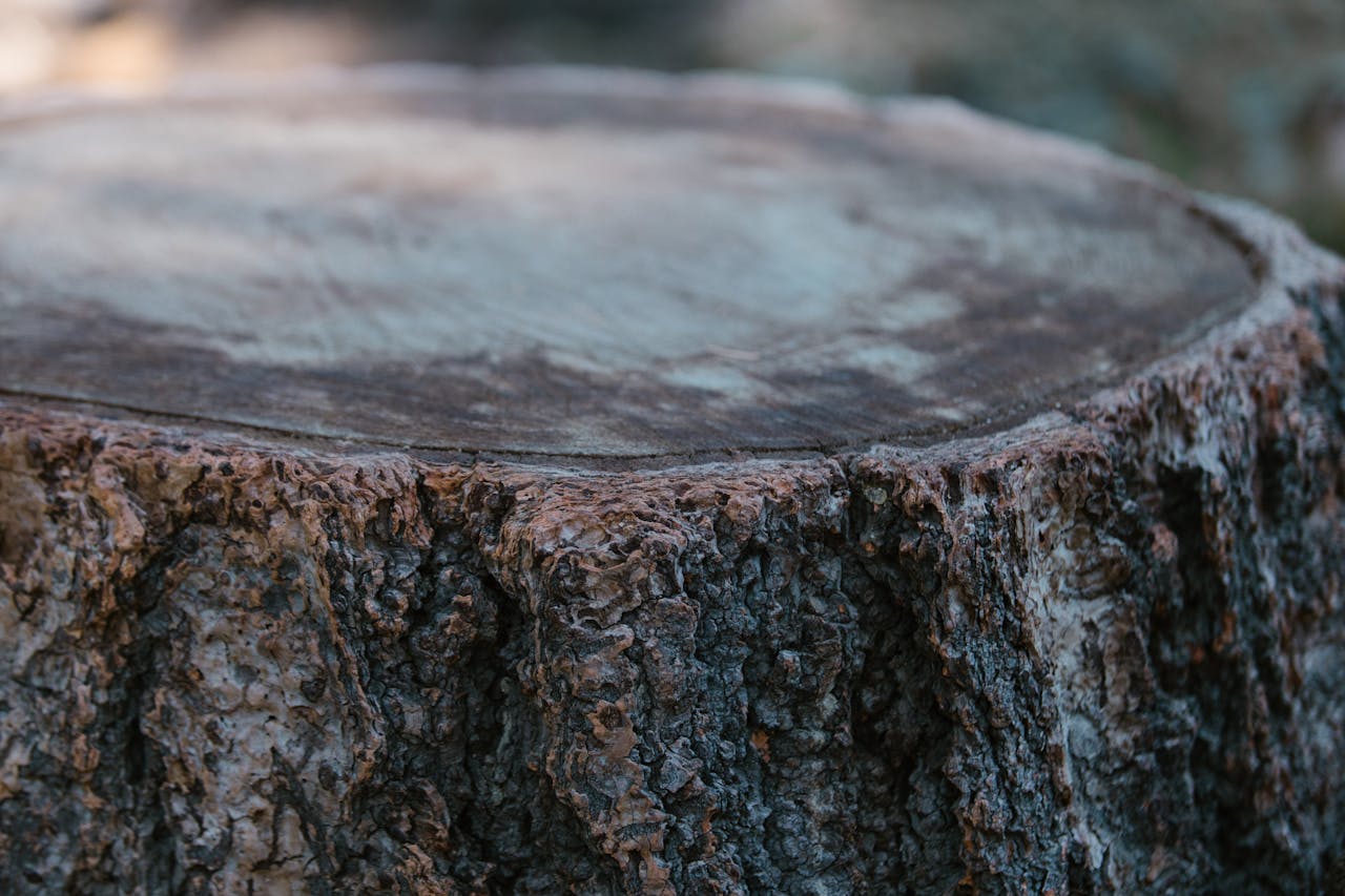 Detailed close-up of a tree stump with textured bark and natural wood surface.
